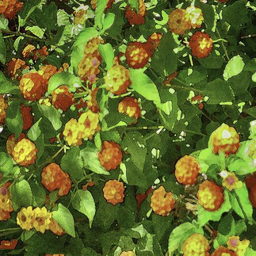 Fleurs