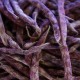 Haricots coco