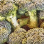 Broccolis