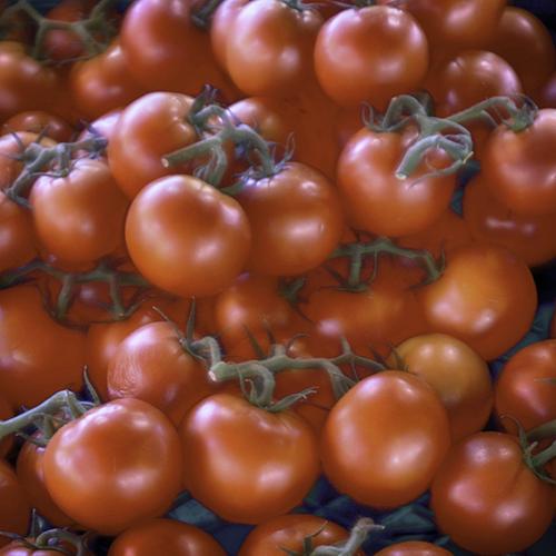 Tomates grappes